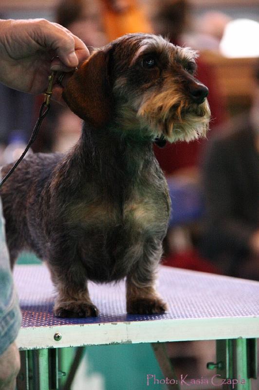 Crufts2011_2 1622.jpg